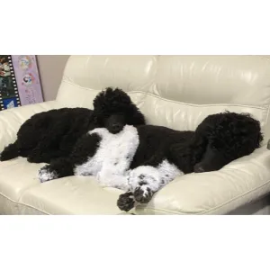 Annie and Benny, the standard poodle therapy dogs at Good Pediatrics